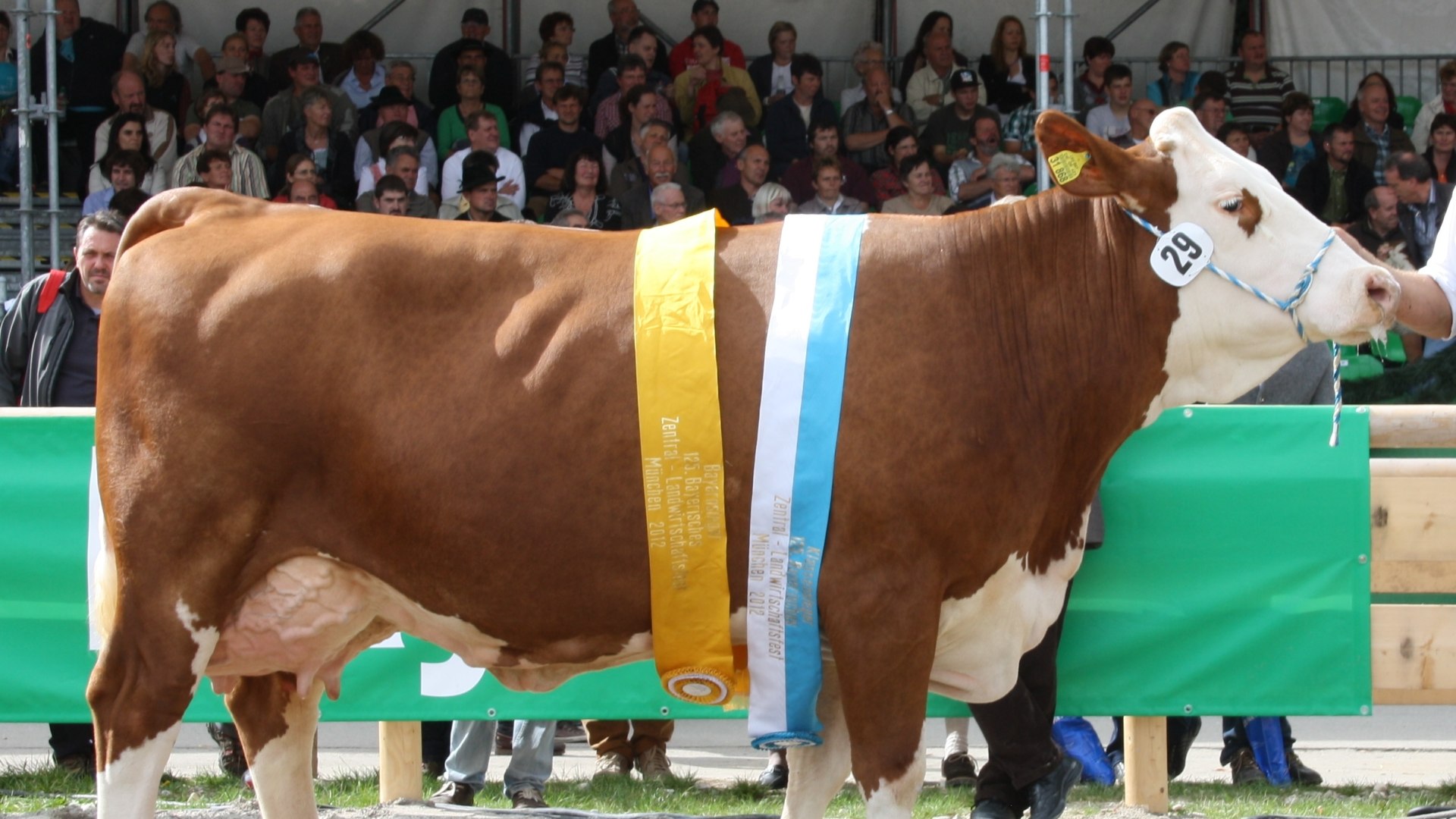 zuchtverband_3_1, &copy; Zuchtverband Miesbach