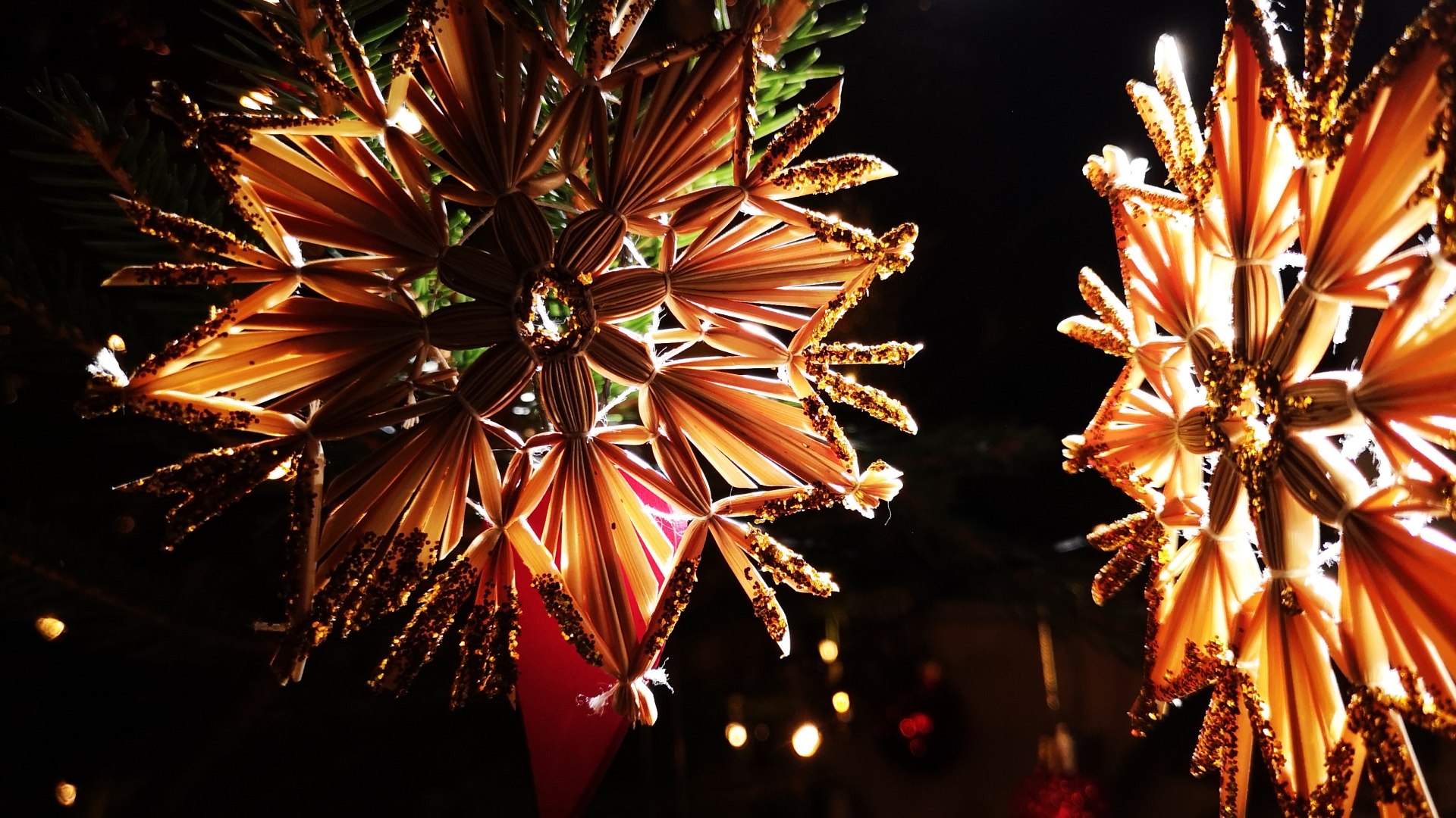 Weihnachtssterne, © Isabella Krobisch