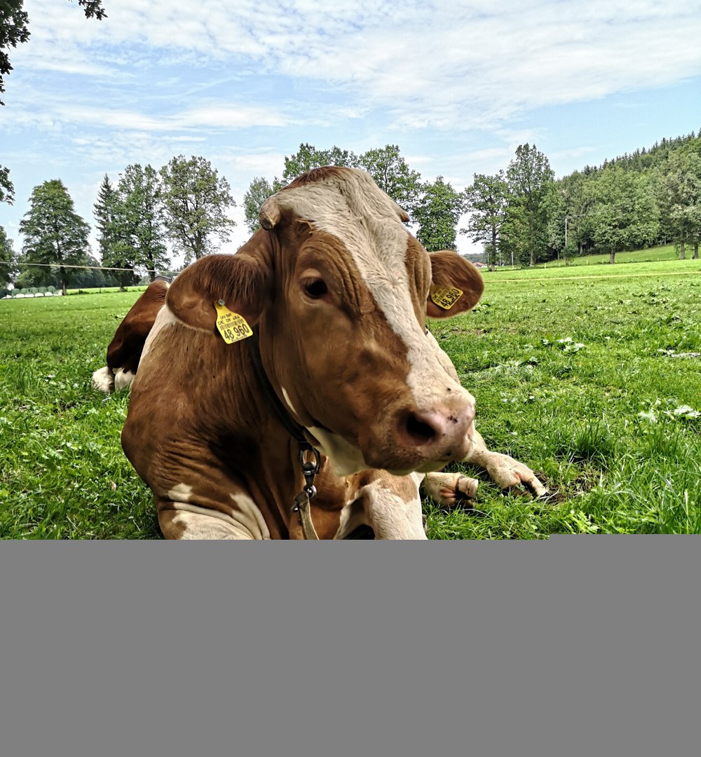 viehmarkt_web_1, &copy; Zuchtverband Miesbach