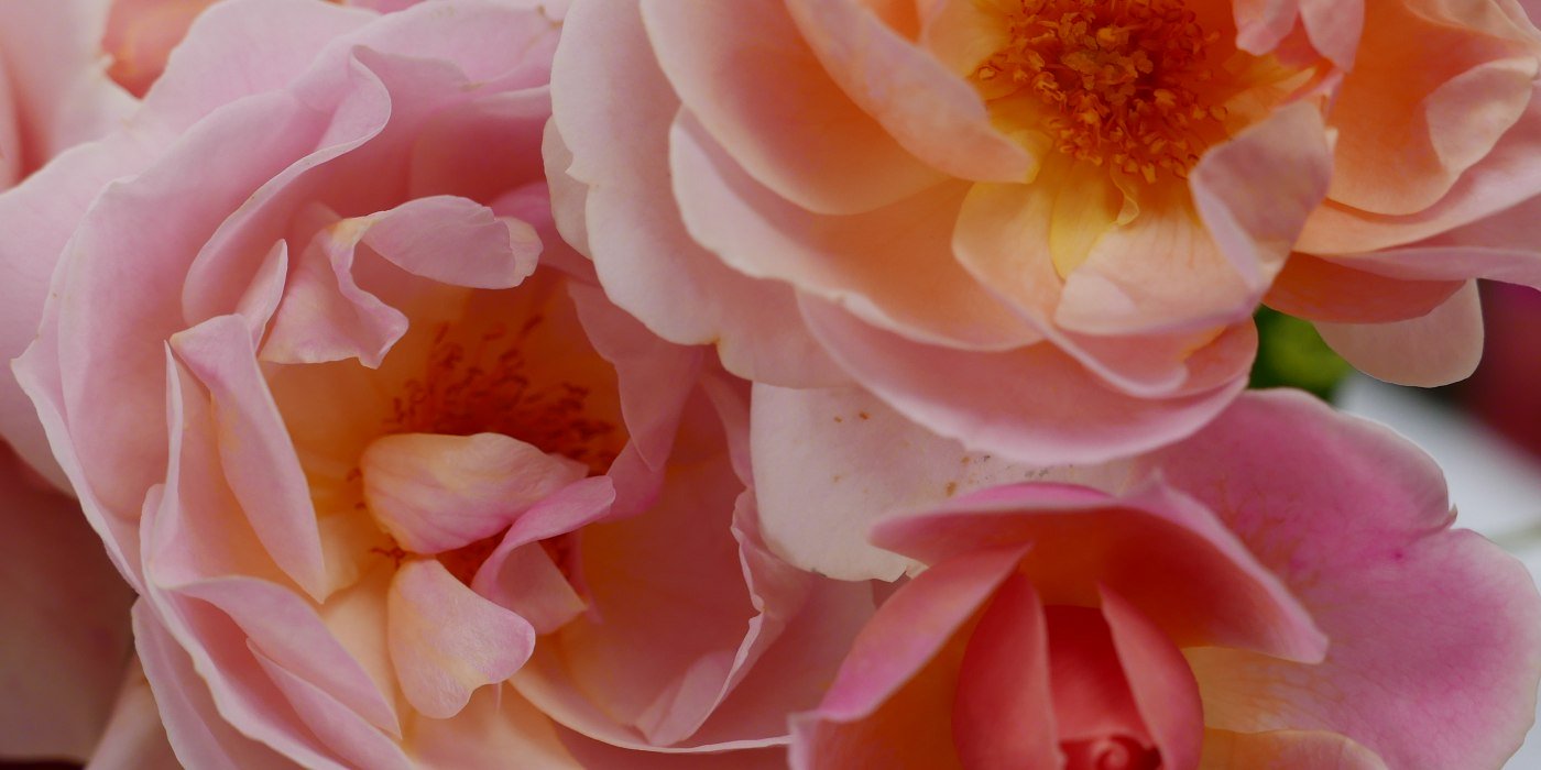 20221005_blumenfest, &copy; Stadt Miesbach