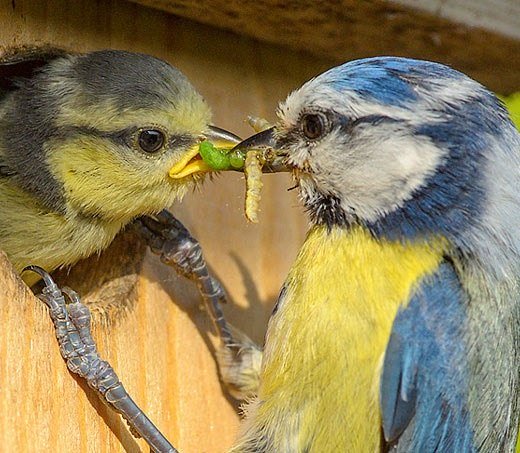 150928-nabu-fuetterung-blaumeise-rita-priemer2, &copy; nabu_rita-priemer