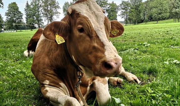 viehmarkt_web, © Zuchtverband Miesbach viehmarkt_web, © Zuchtverband Miesbach