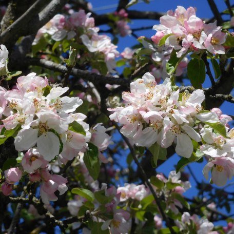 Ferienhaus Enke Garten Apfelblüte, © im-web.de/ Kultur- und Tourismusamt Miesbach