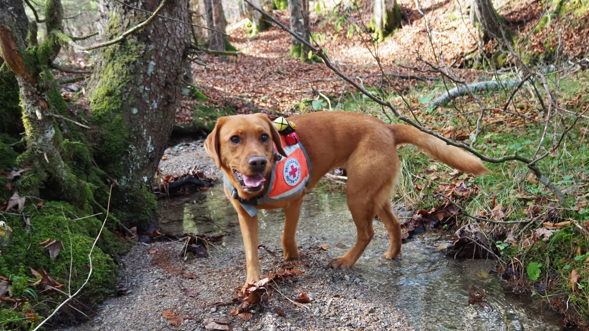 Hund der BRK Hunderettungsstaffel, © Selina Benda