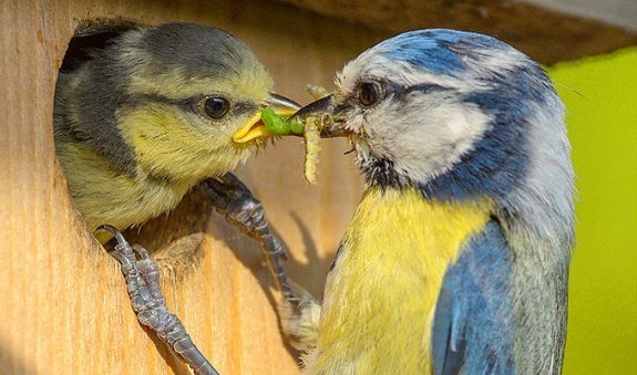 150928-nabu-fuetterung-blaumeise-rita-priemer2, &copy; nabu_rita-priemer