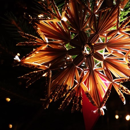 Weihnachtssterne, © Isabella Krobisch