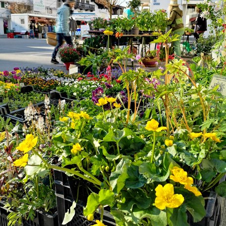 Grüner Markt Miesbach, © Isabella Krobisch