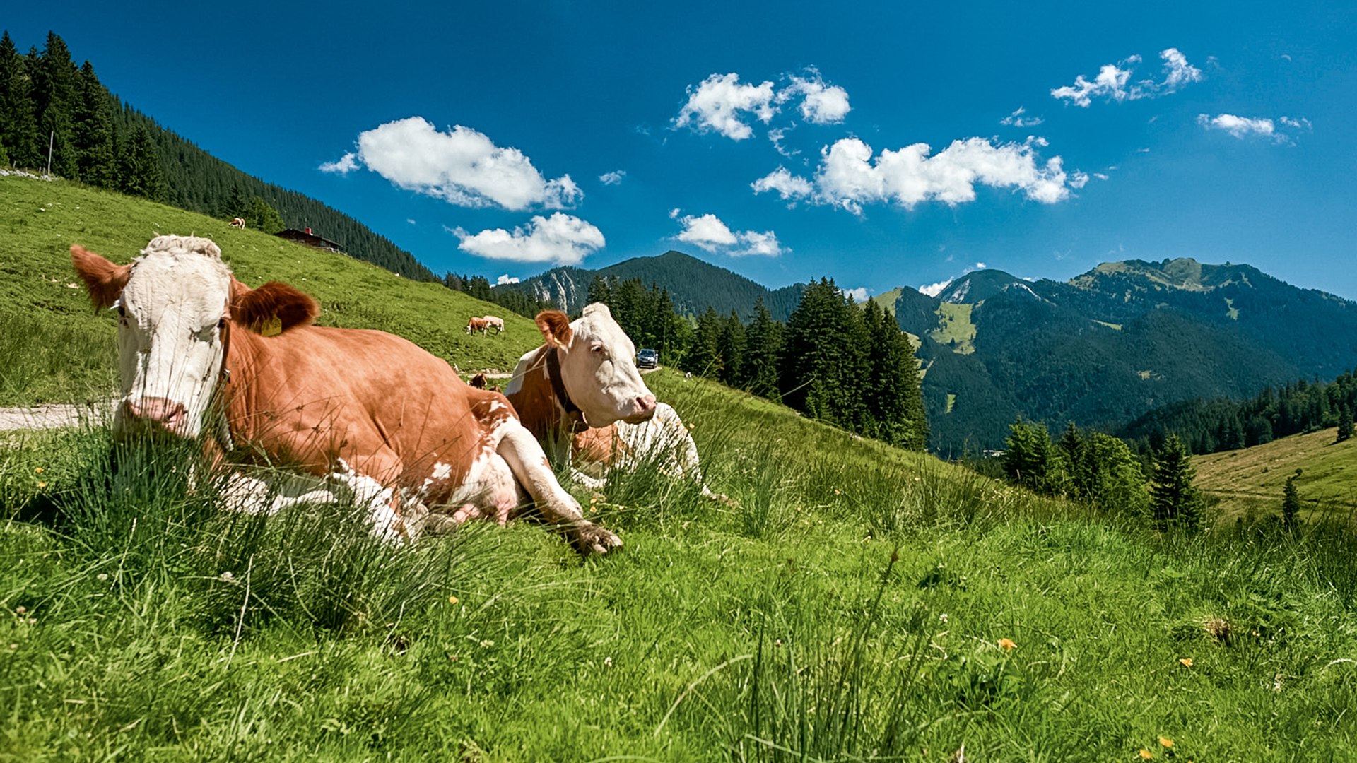 Kühe auf der Weide mit Bergpanorama_1920x1280