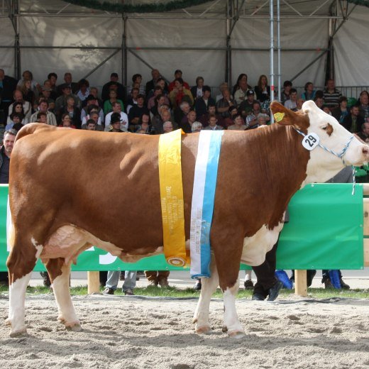 zuchtverband_3_1, © Zuchtverband Miesbach