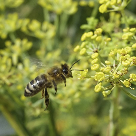 Biene an Fenchelblüte, © Simon Friedbert