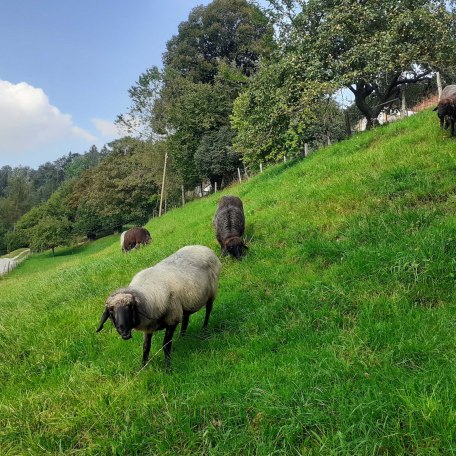 Unsere Tiroler Steinschafe, © im-web.de/ Kultur- und Tourismusamt Miesbach