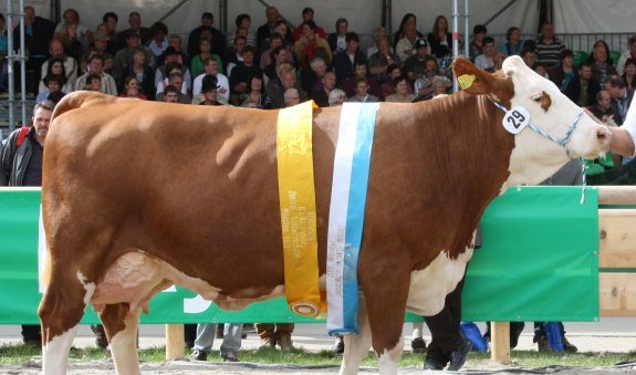 zuchtverband_3_1, © Zuchtverband Miesbach zuchtverband_3_1, © Zuchtverband Miesbach