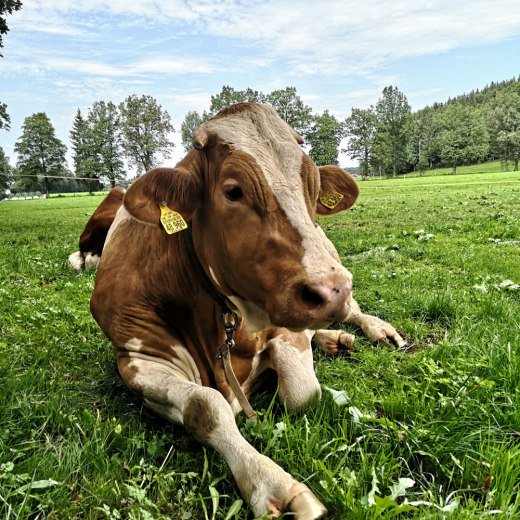 viehmarkt_web_1, &copy; Zuchtverband Miesbach