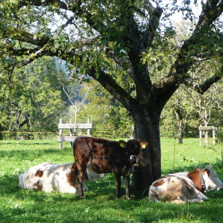 unsere Kälbchen auf der Weide, © im-web.de/ Kultur- und Tourismusamt Miesbach