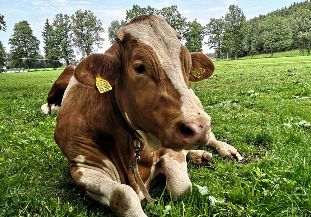 viehmarkt_web_1, &copy; Zuchtverband Miesbach