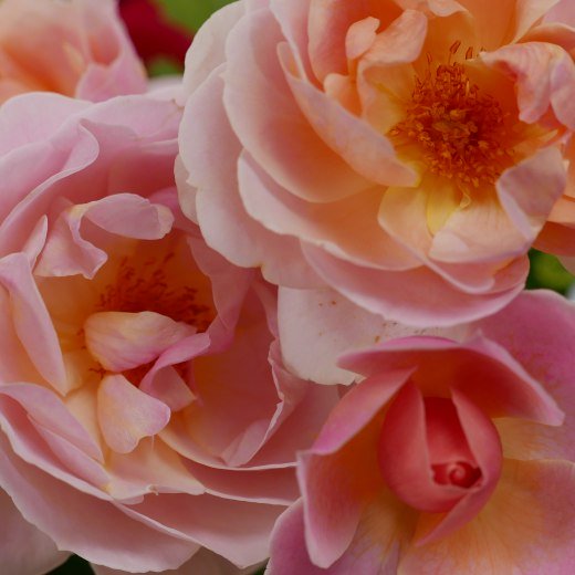 20221005_blumenfest, &copy; Stadt Miesbach