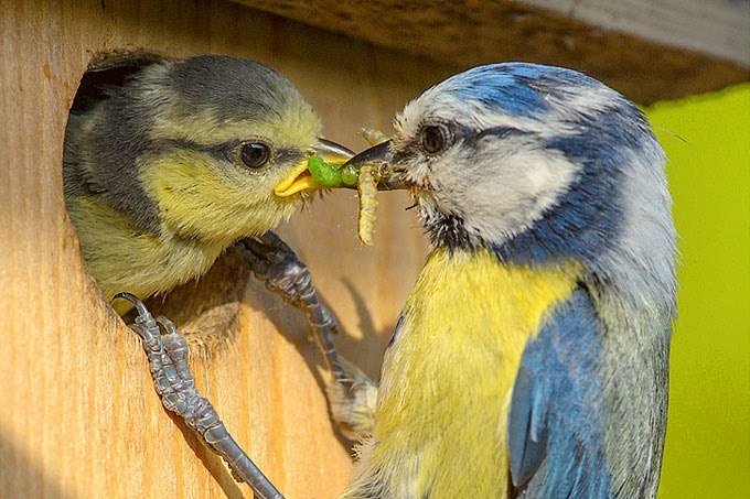 150928-nabu-fuetterung-blaumeise-rita-priemer2, &copy; nabu_rita-priemer
