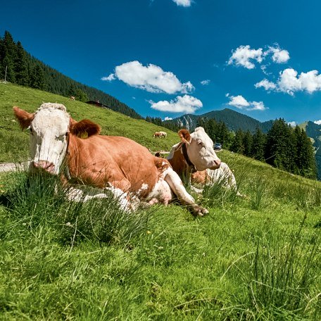 K&uuml;he auf der Weide