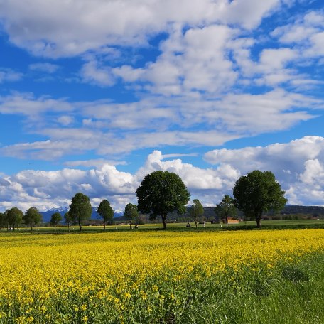 Grüne Landschaft, © Isabella Krobisch