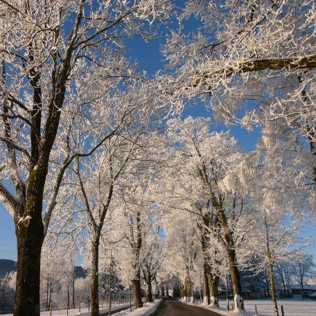 Winterliche Allee, © Isabella Krobisch